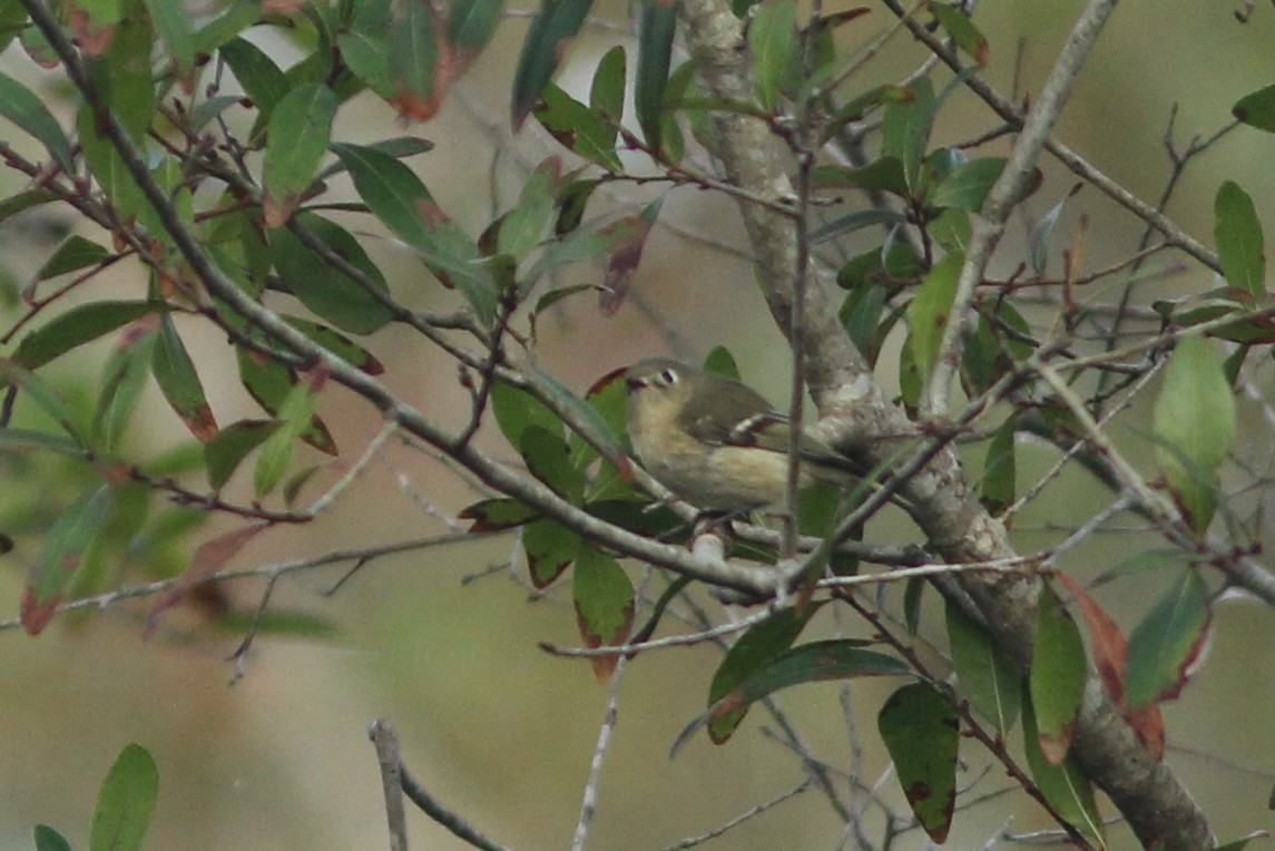 Ruby-crowned Kinglet - ML625493882