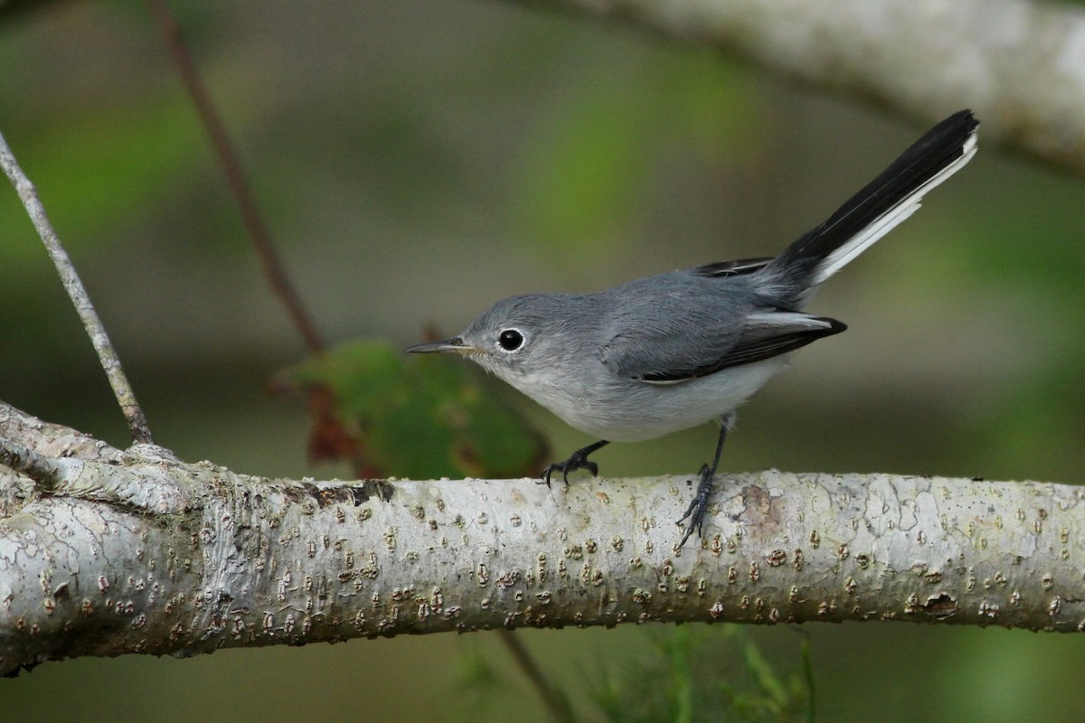 Blue-gray Gnatcatcher - ML625493886