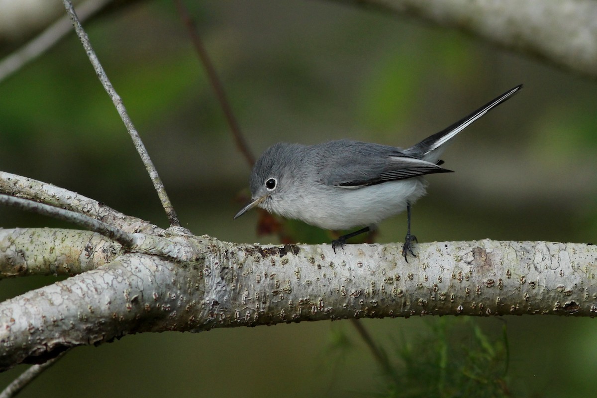 Blue-gray Gnatcatcher - Oscar Johnson