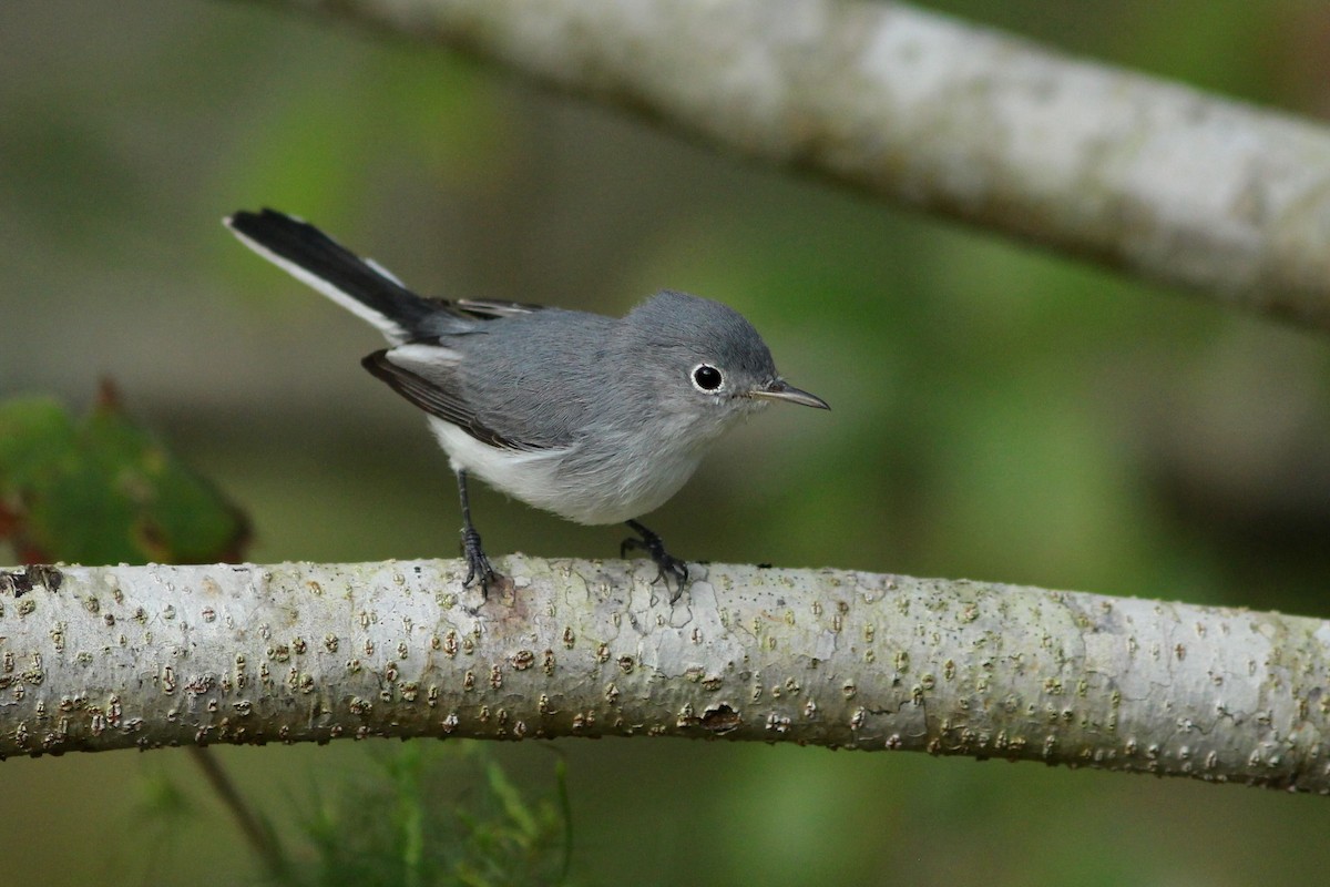 Blue-gray Gnatcatcher - ML625493888