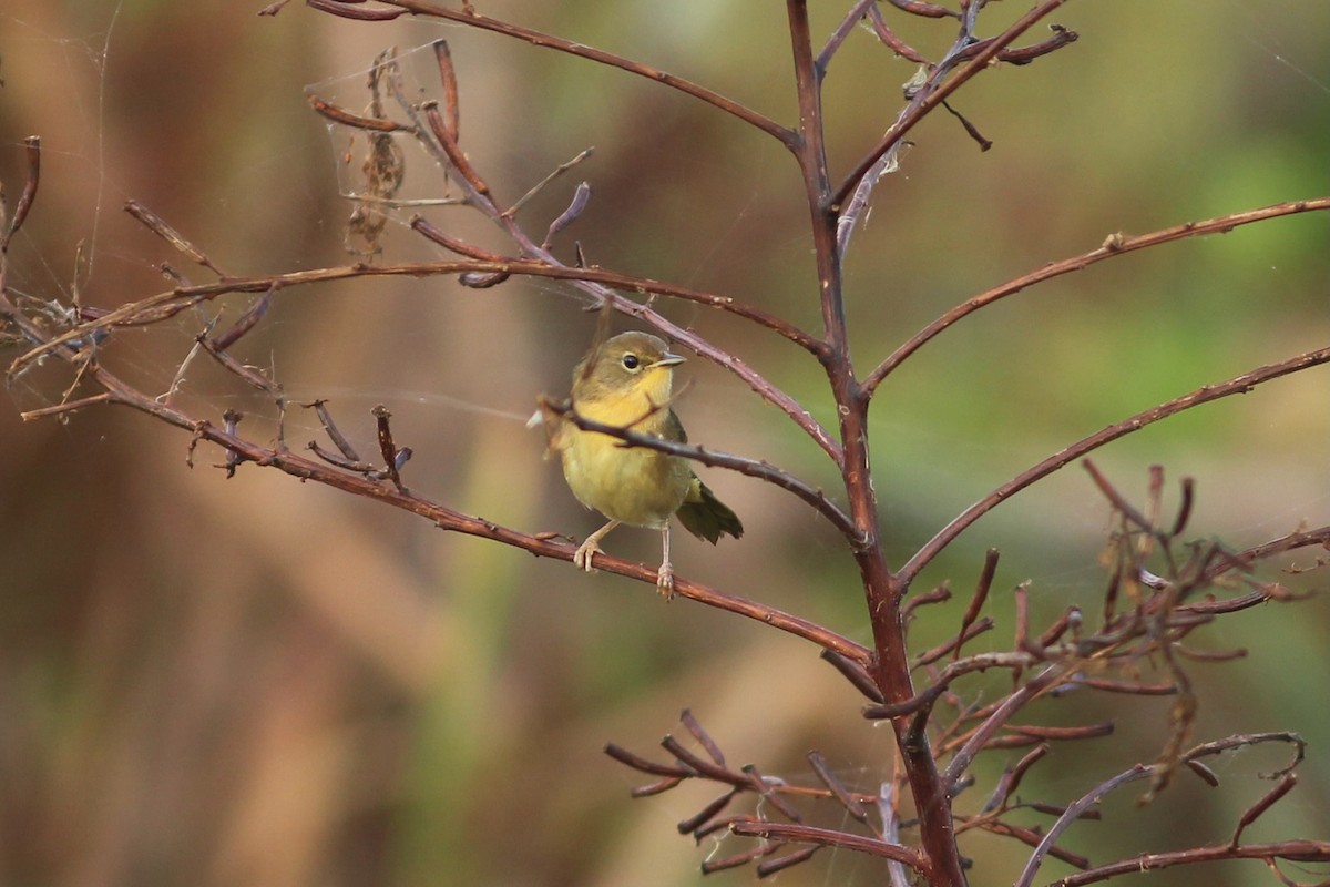 Common Yellowthroat - ML625493895