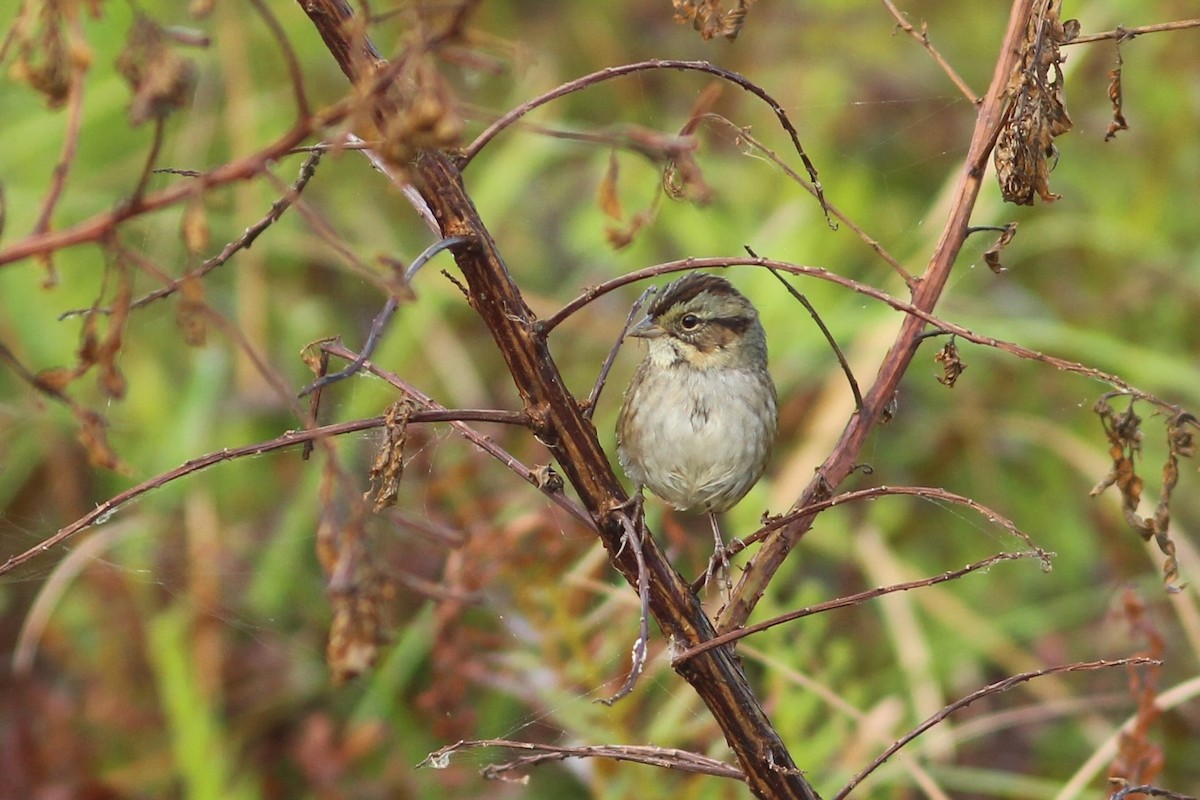 Swamp Sparrow - ML625493913