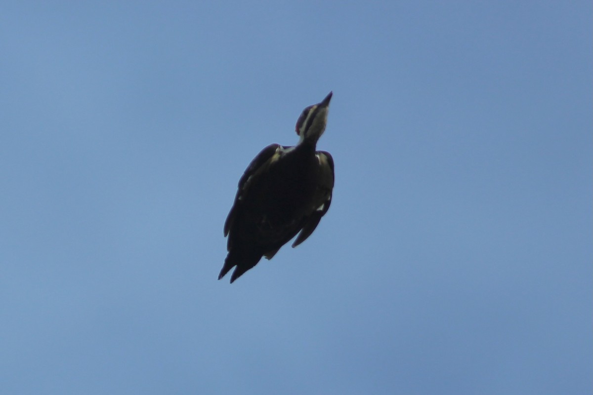 Pileated Woodpecker - ML625493916