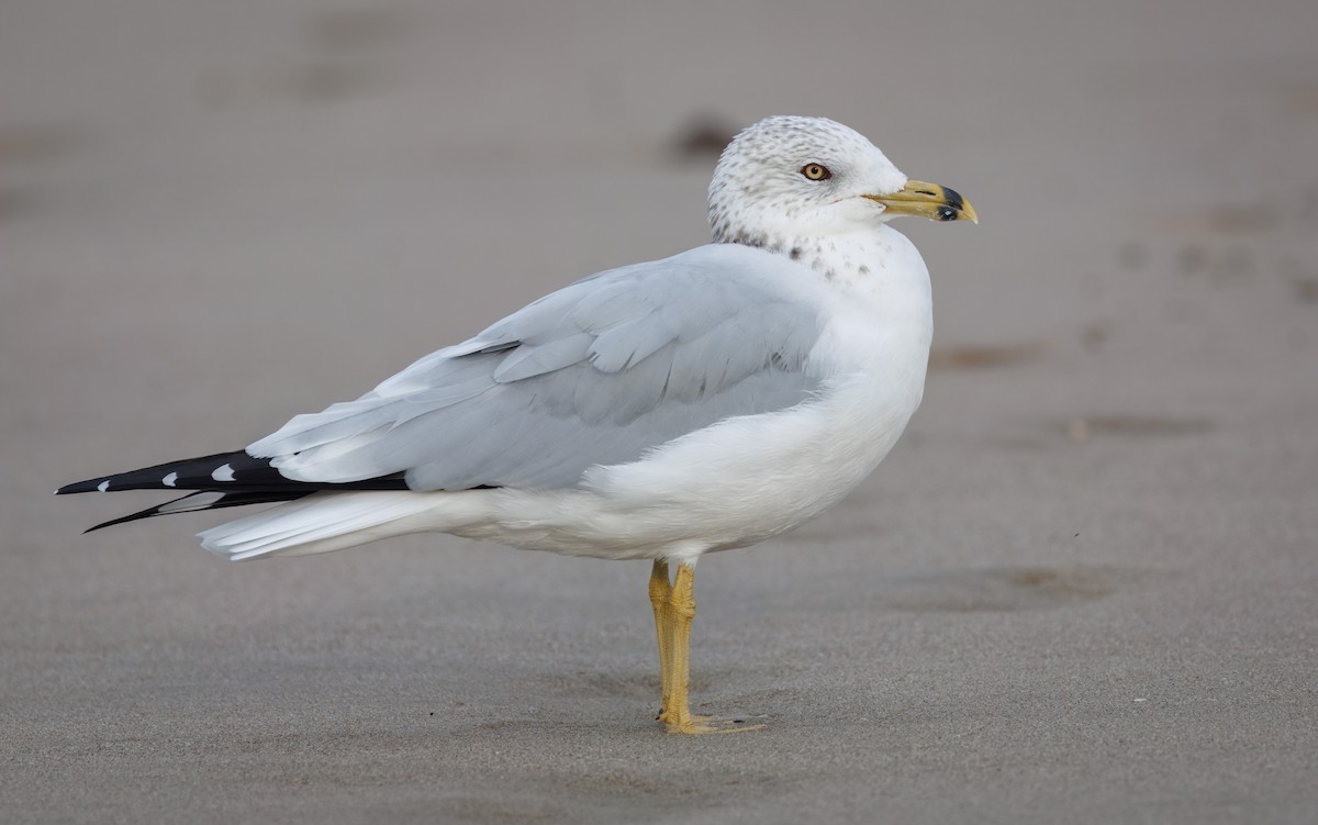 Ring-billed Gull - John Callender