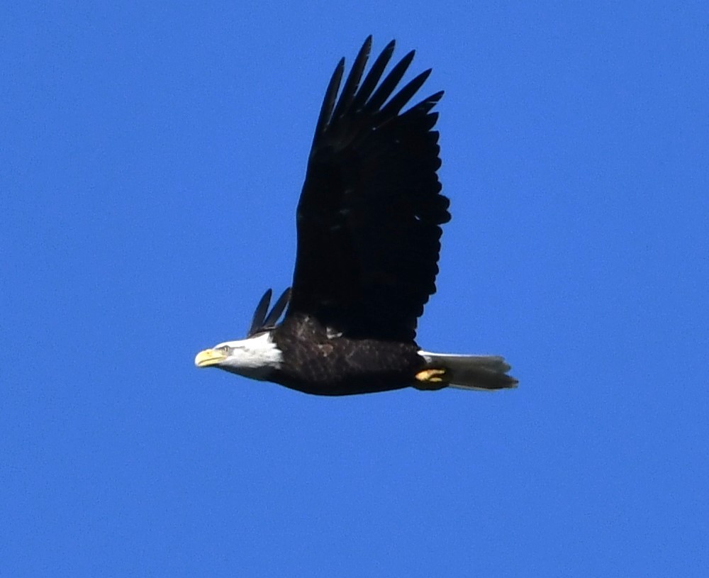 Bald Eagle - ML625494092