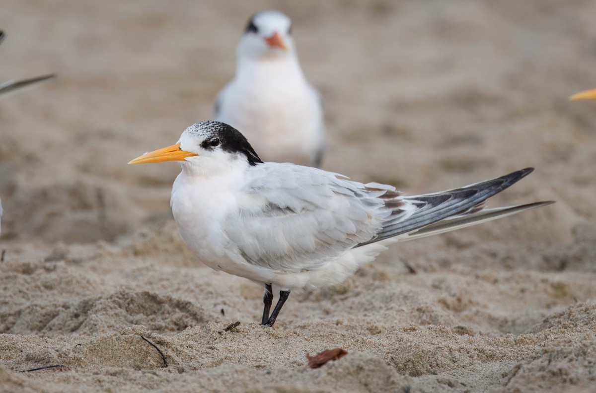Elegant Tern - John Callender