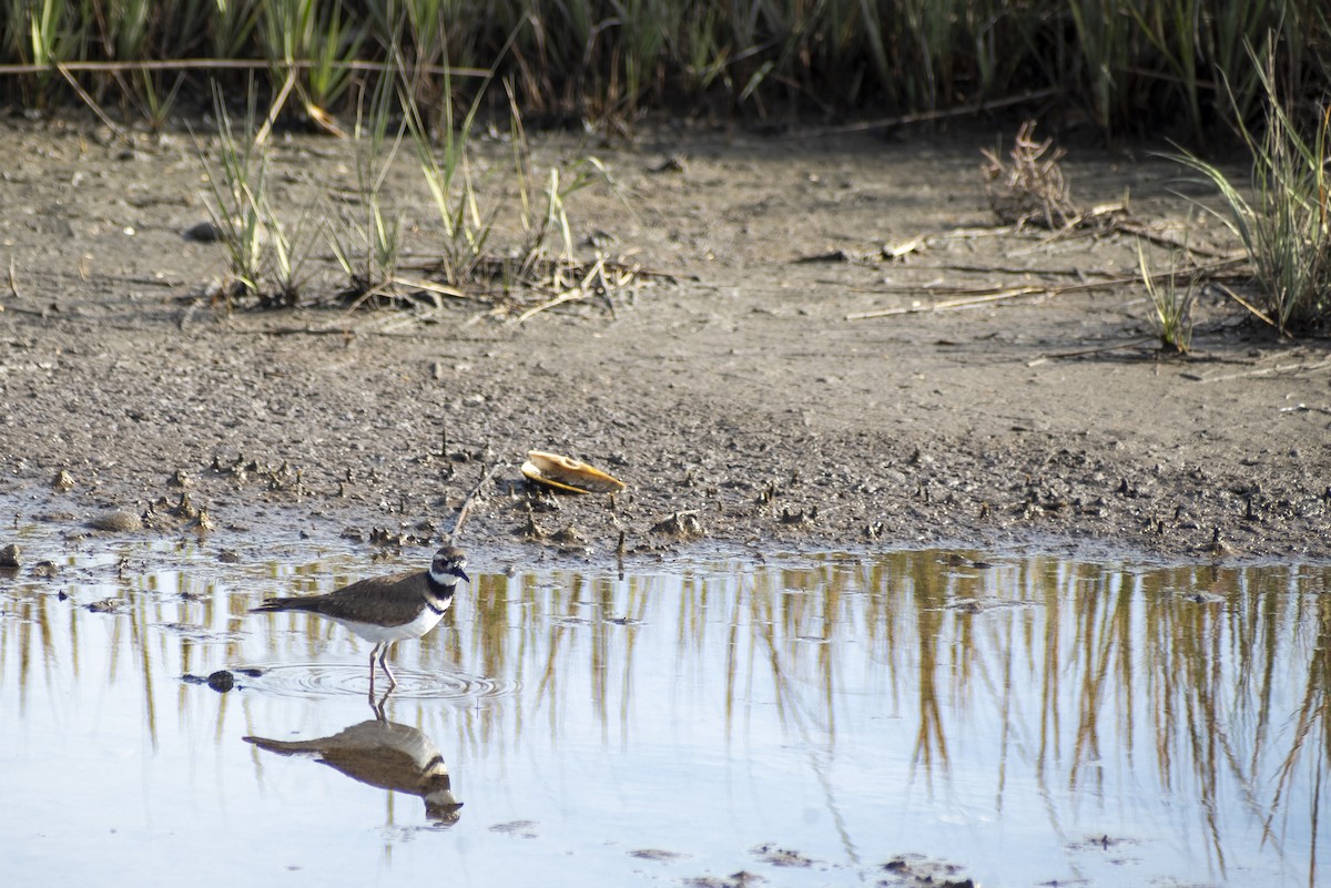 Killdeer - ML625494166