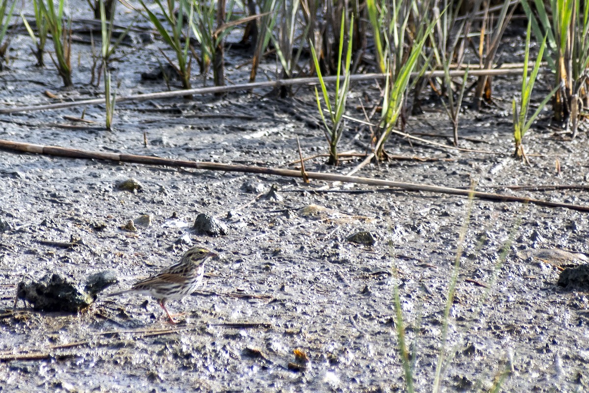Savannah Sparrow (Savannah) - ML625494225