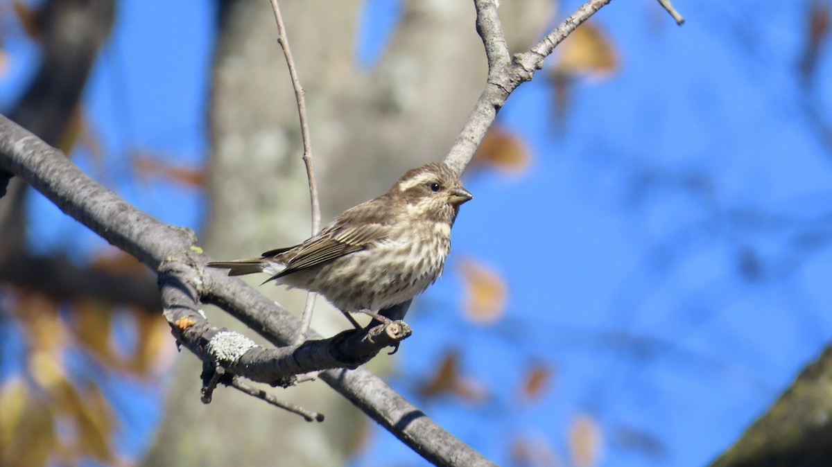 Purple Finch - ML625494288