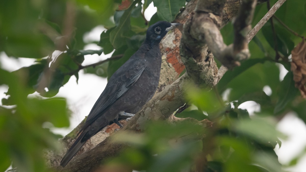 Bare-necked Fruitcrow - ML625494466