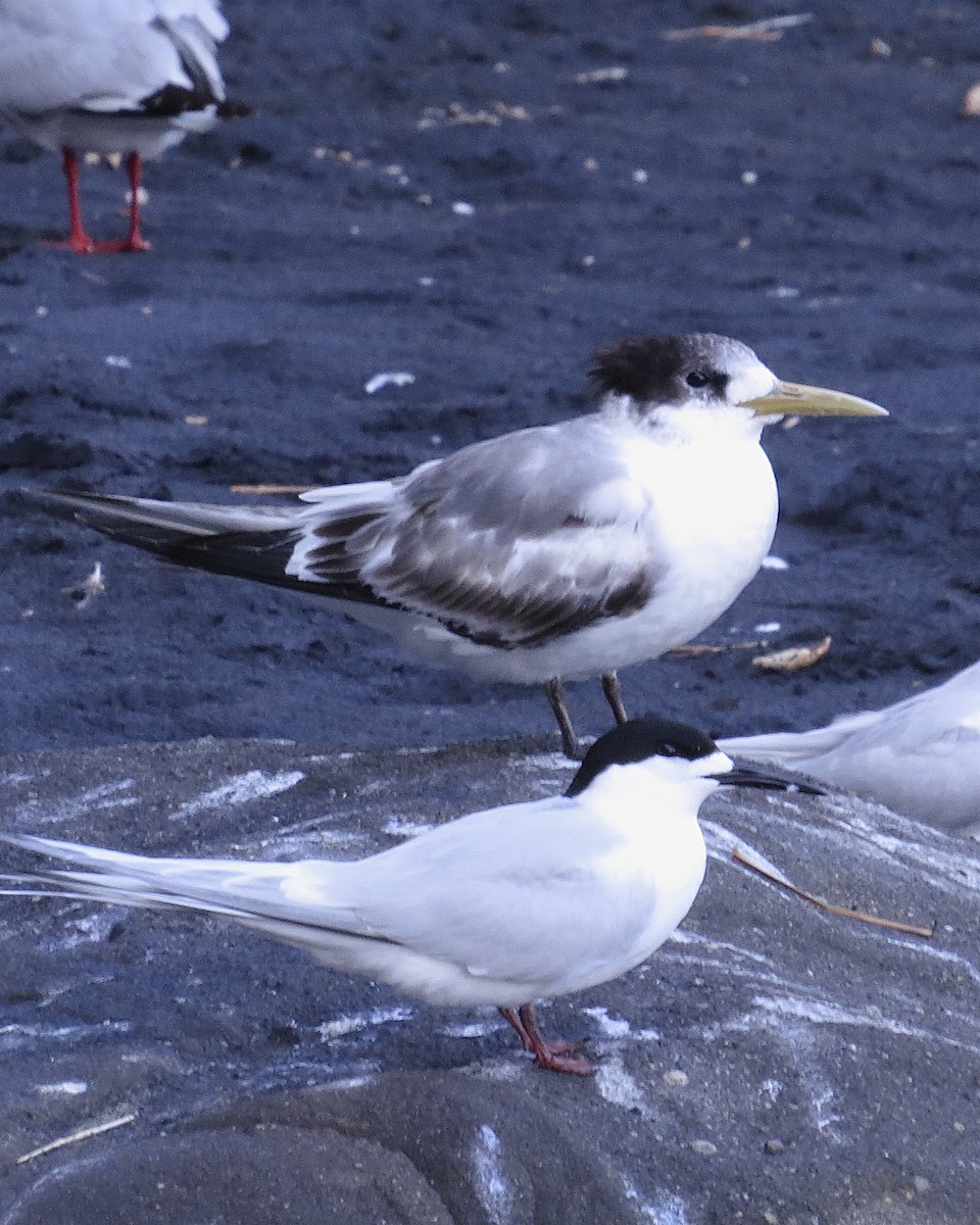 Charrán Piquigualdo - ML625494480