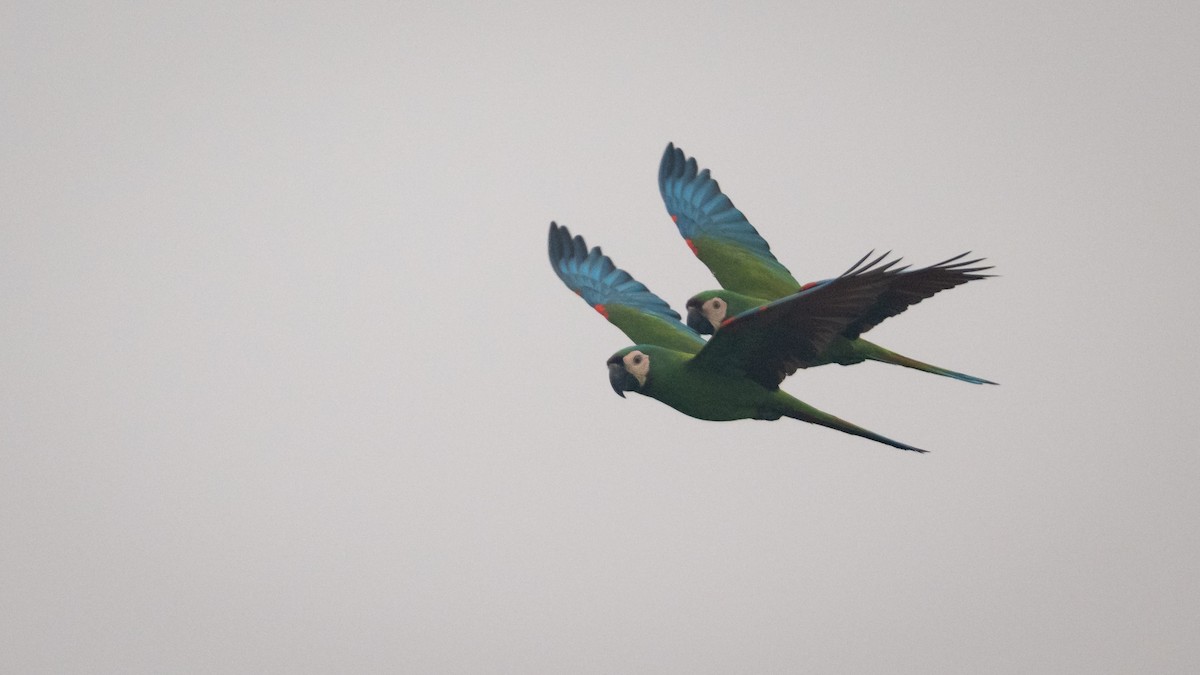 Chestnut-fronted Macaw - ML625494510