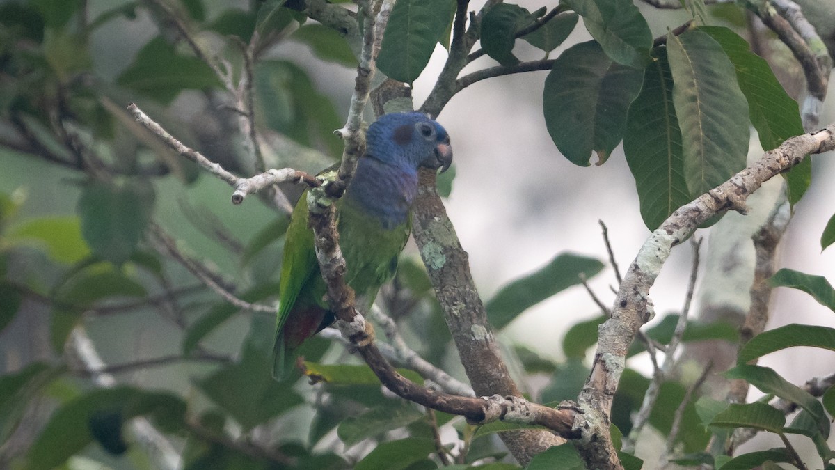 Blue-headed Parrot - ML625494521