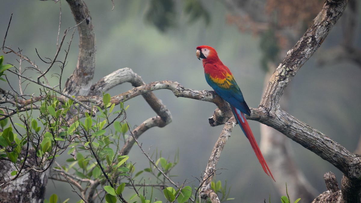 Scarlet Macaw - ML625494542