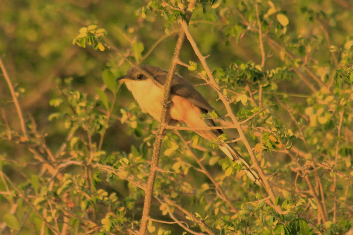 Mangrove Cuckoo - ML625494566