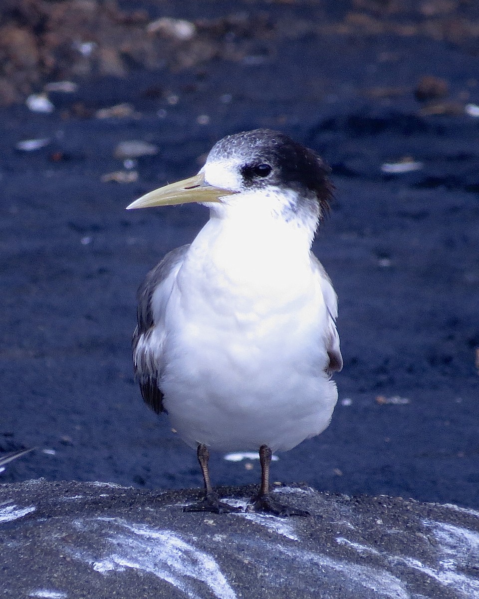 Charrán Piquigualdo - ML625494567