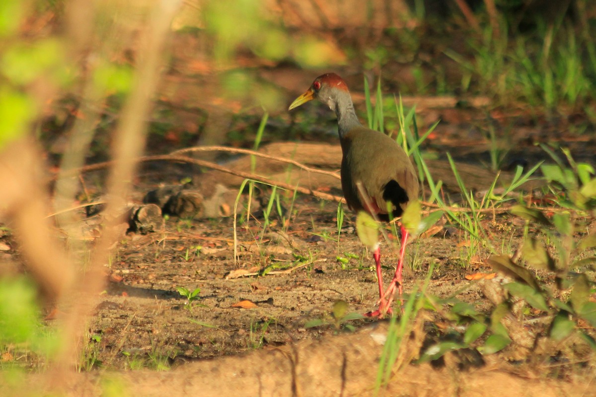 Russet-naped Wood-Rail - ML625494578