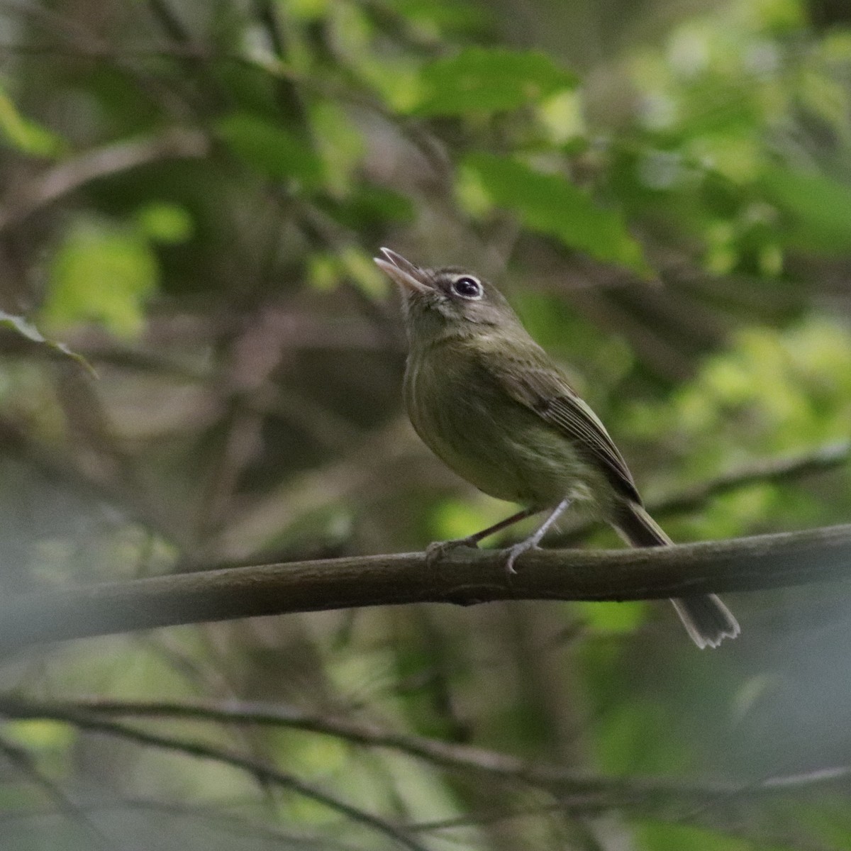 Eye-ringed Tody-Tyrant - ML625494585