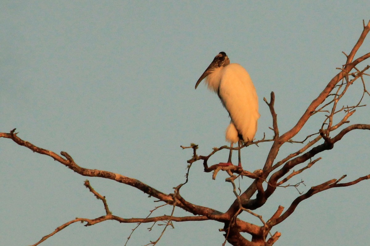 Wood Stork - Livio Rey