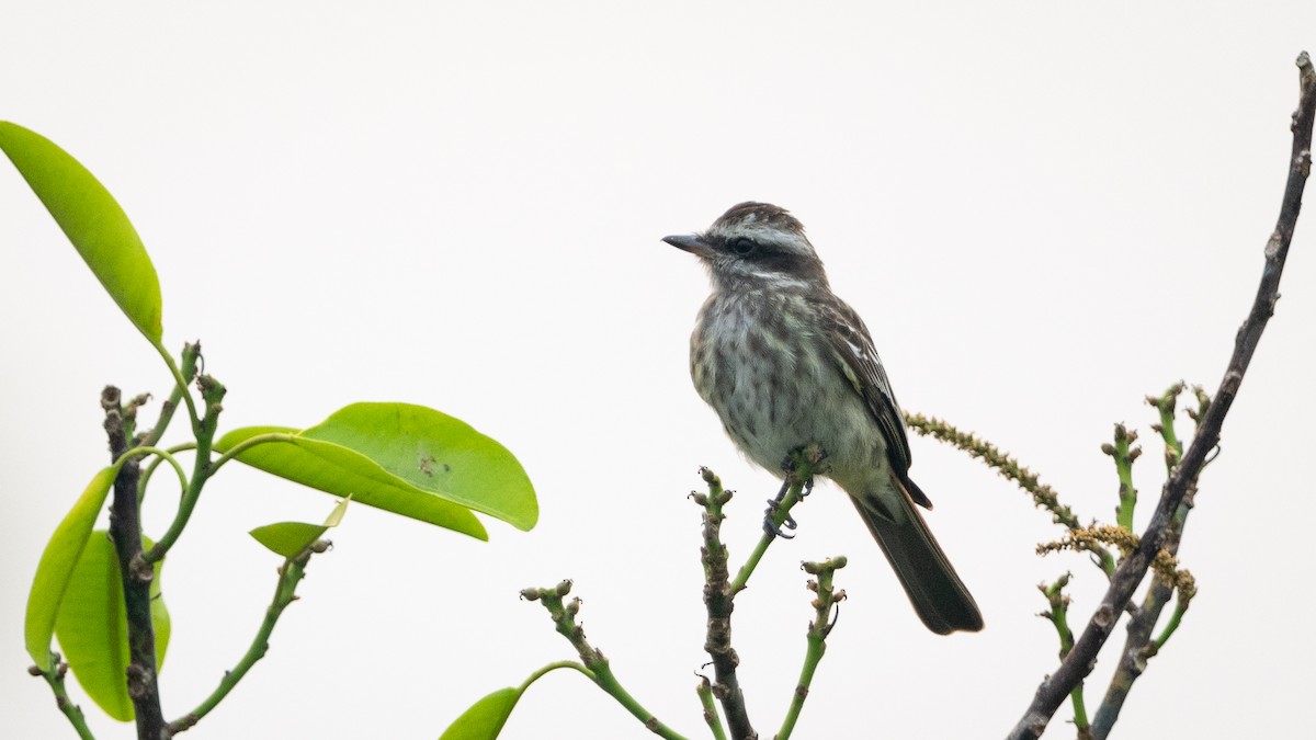 Variegated Flycatcher - ML625494600