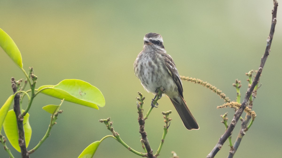 Variegated Flycatcher - ML625494602