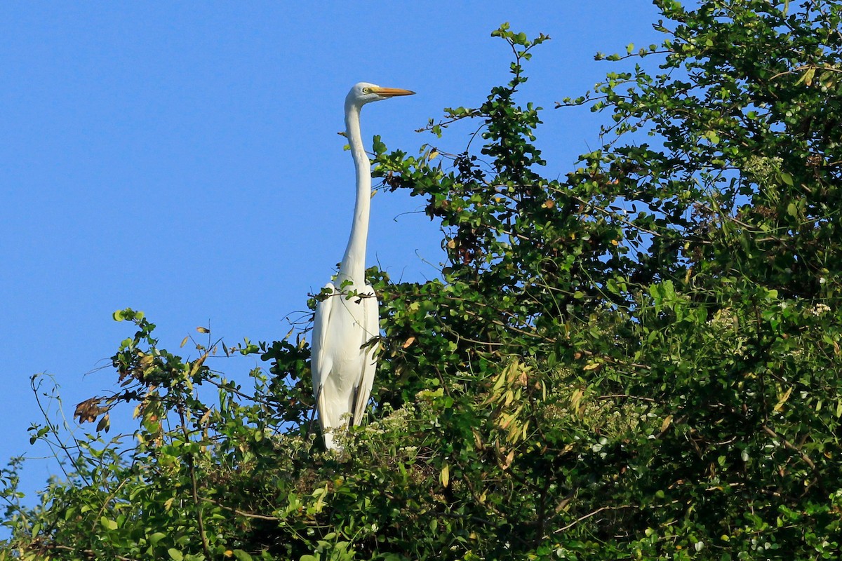 Great Egret (American) - Livio Rey