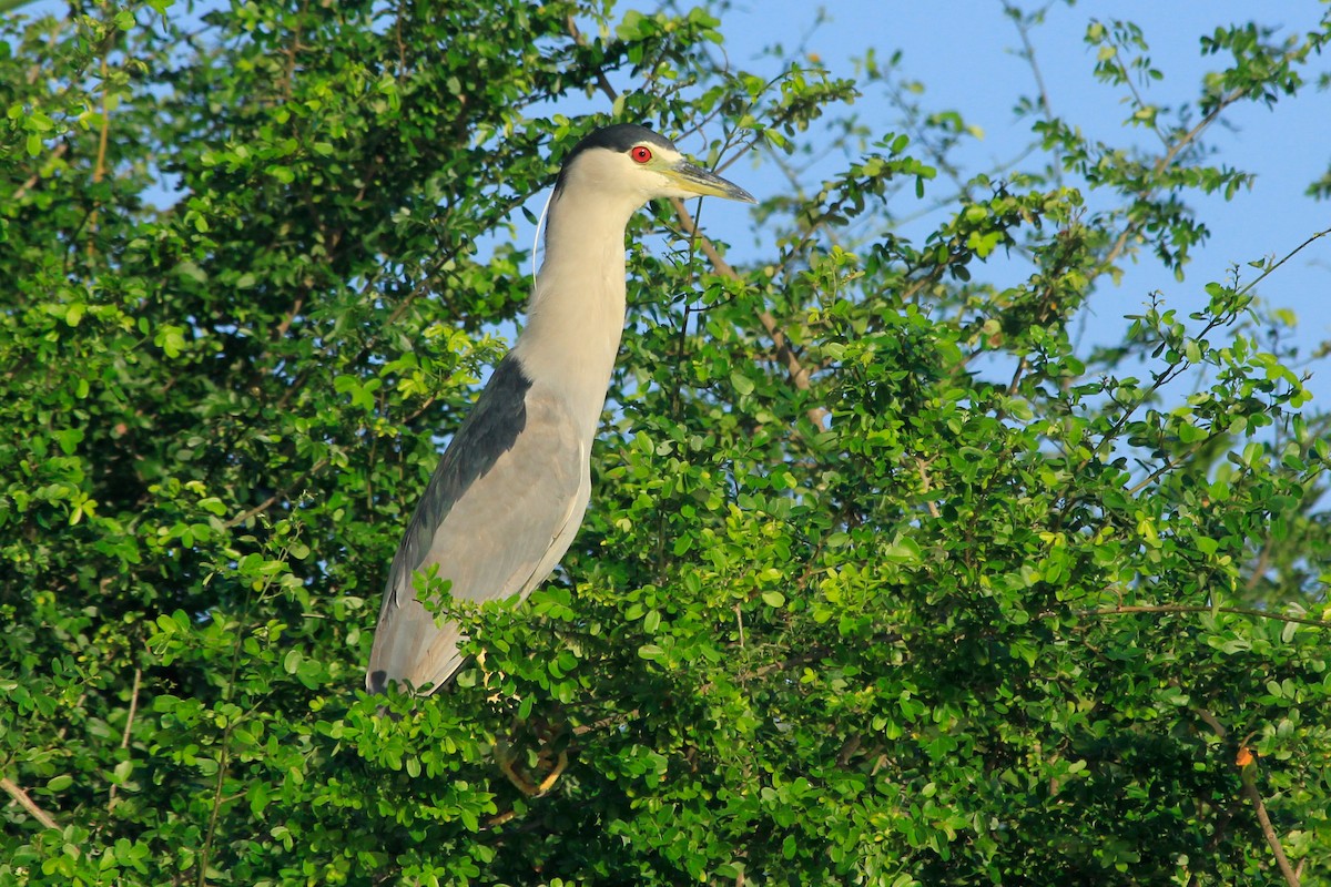 Black-crowned Night Heron (American) - ML625494611