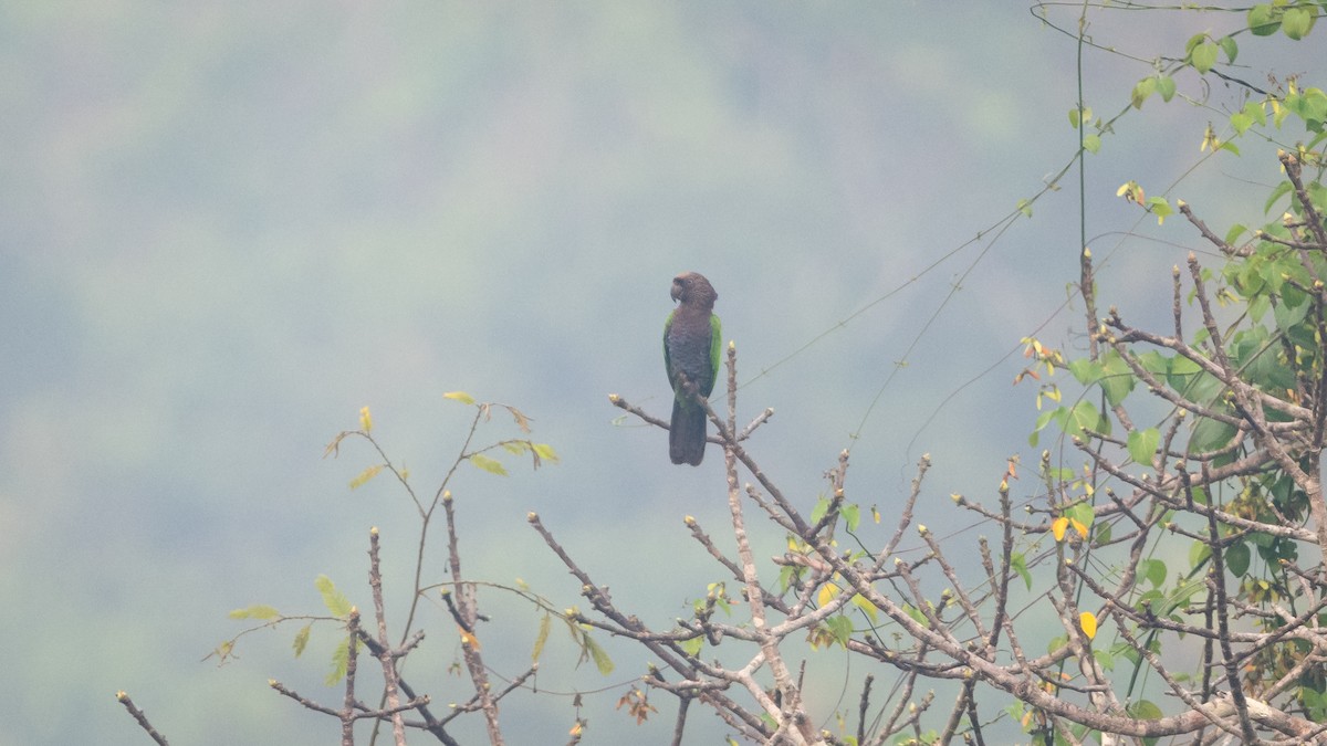 Red-fan Parrot - ML625494612