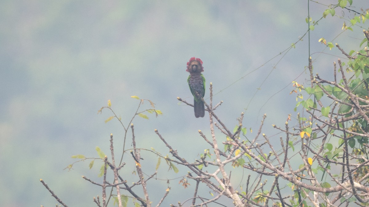 Red-fan Parrot - ML625494613