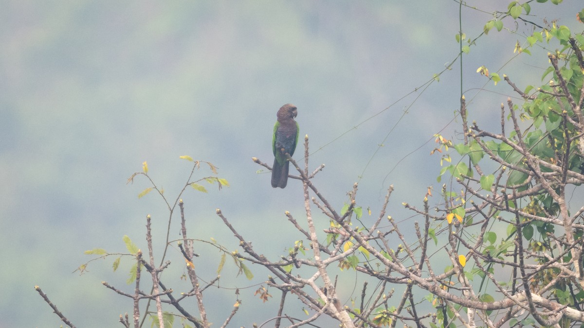 Red-fan Parrot - ML625494614