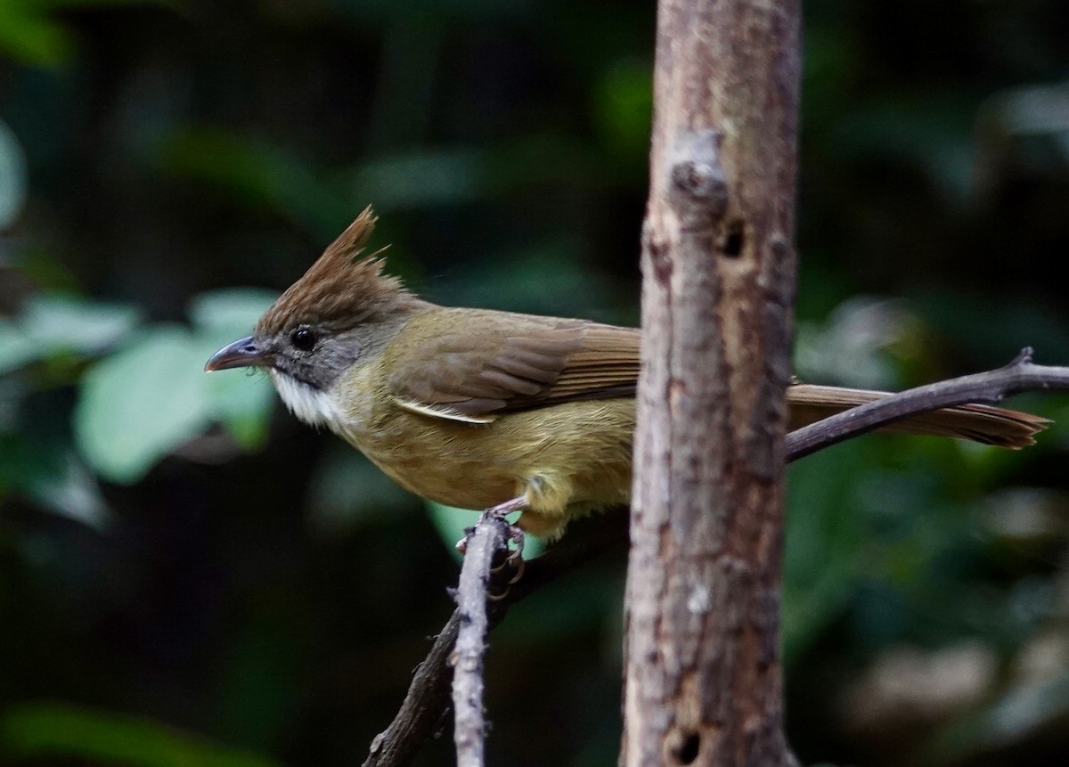 Puff-throated Bulbul - ML625494616