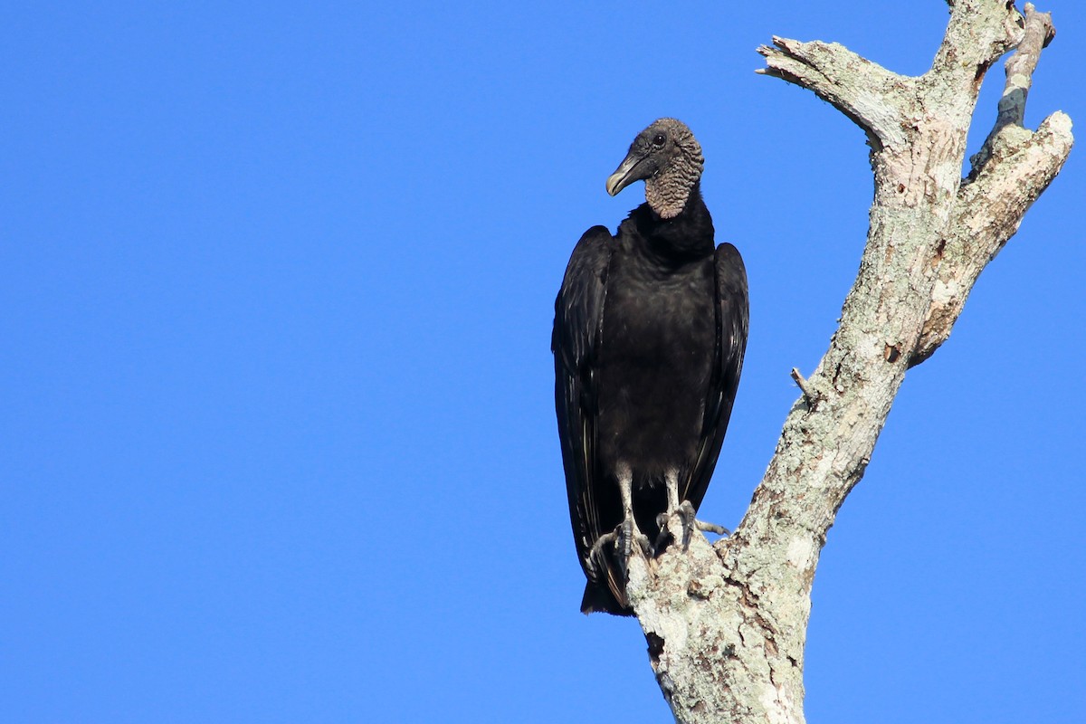 Black Vulture - Livio Rey