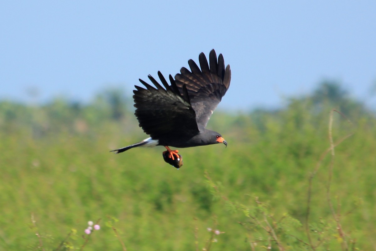 Snail Kite - Livio Rey