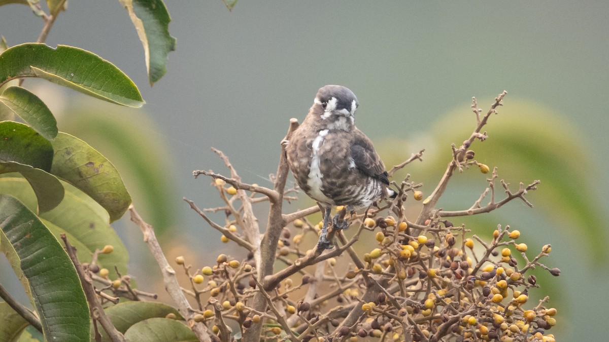 White-browed Purpletuft - ML625494625