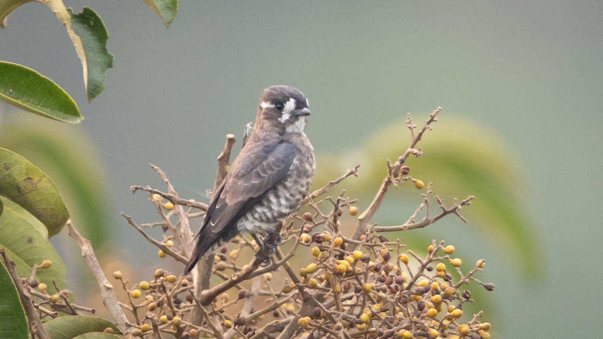 White-browed Purpletuft - ML625494626