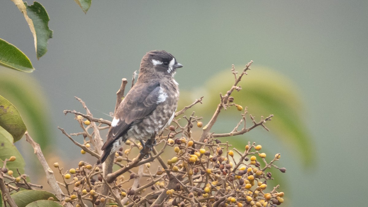 White-browed Purpletuft - ML625494627