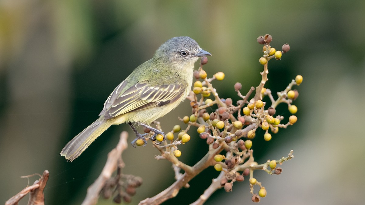 Guianan Tyrannulet - ML625494644