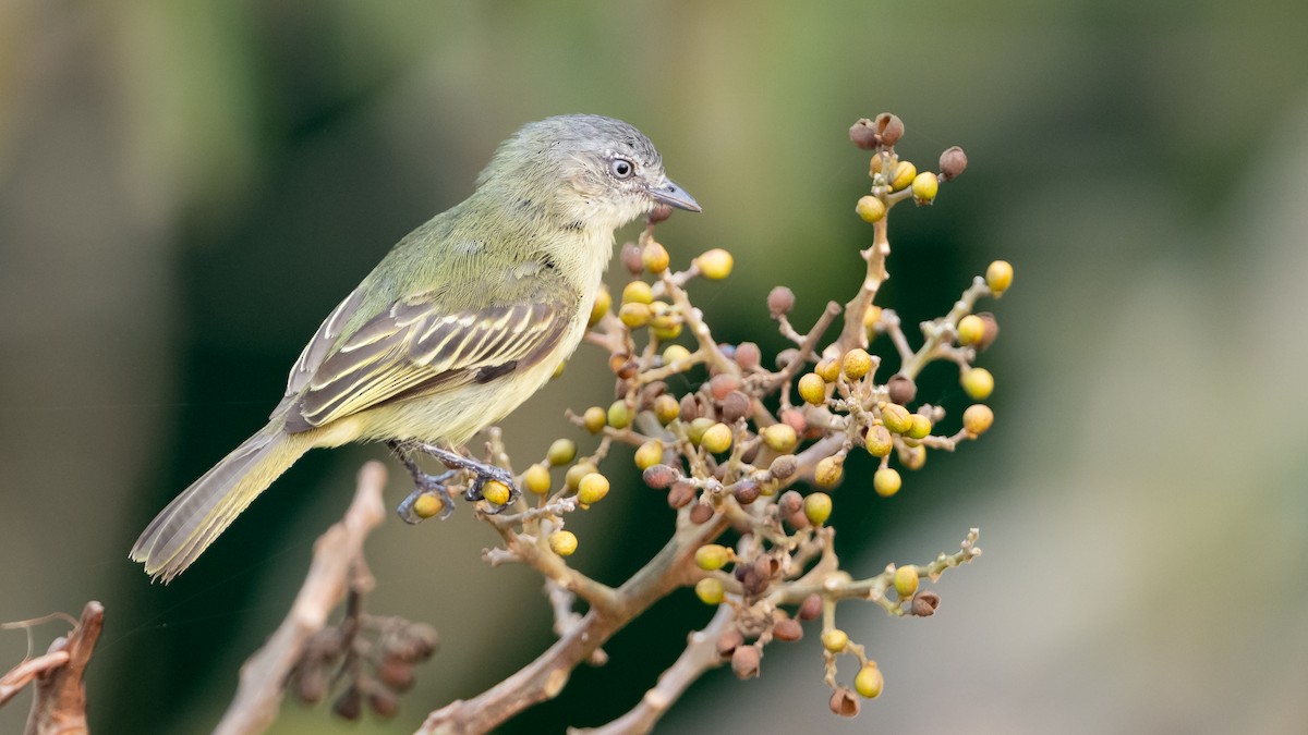 Guianan Tyrannulet - ML625494646