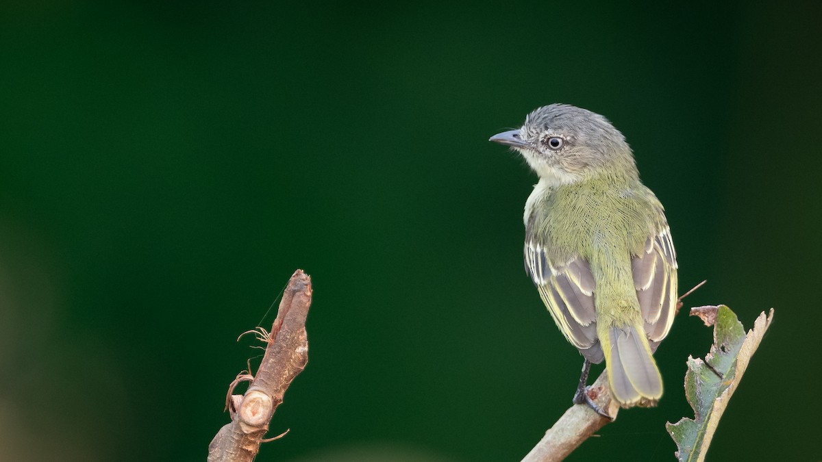 Guianan Tyrannulet - ML625494649