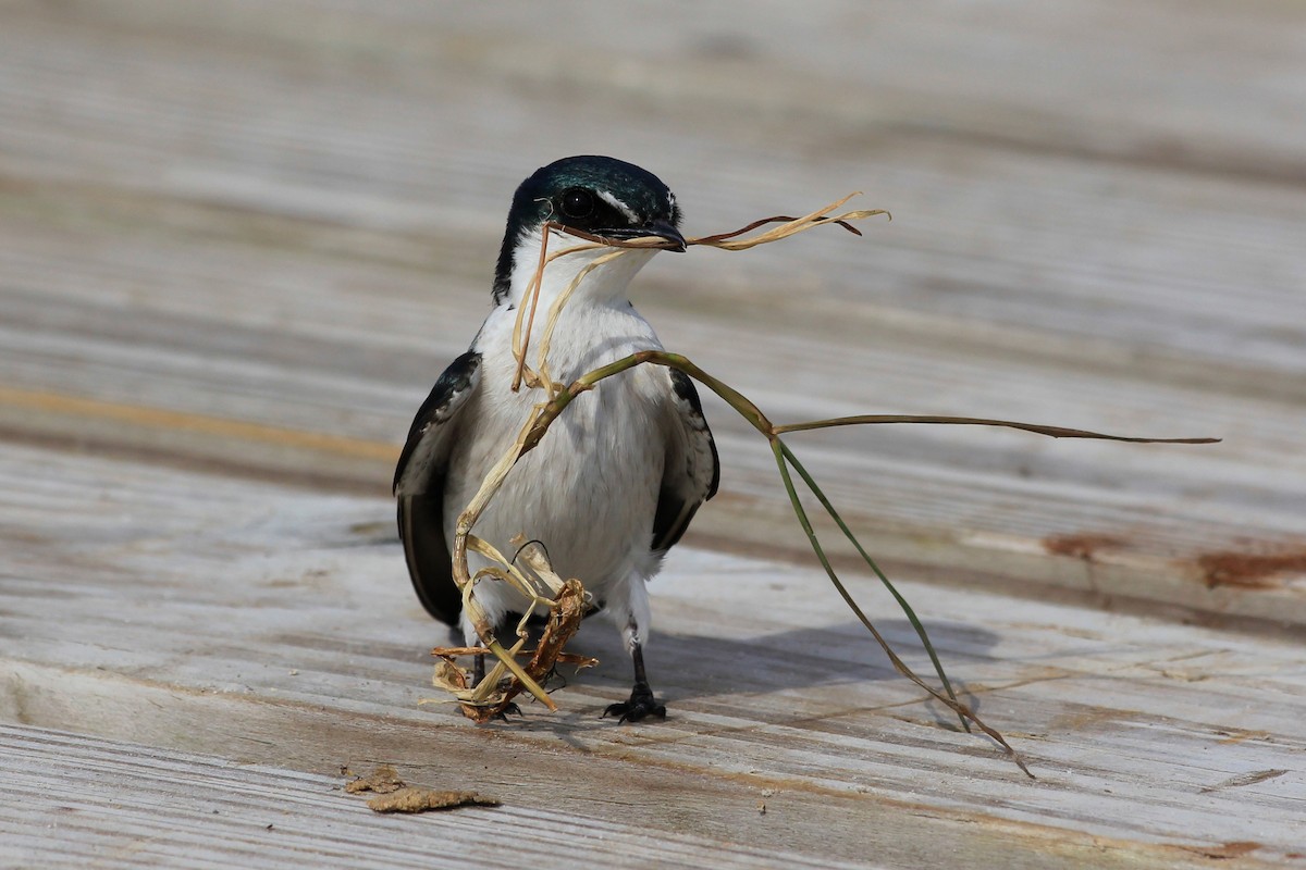 Mangrove Swallow - ML625494655