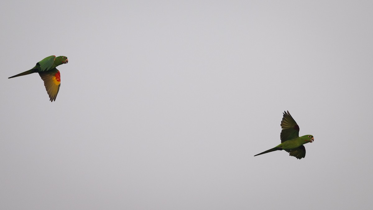 White-eyed Parakeet - ML625494661