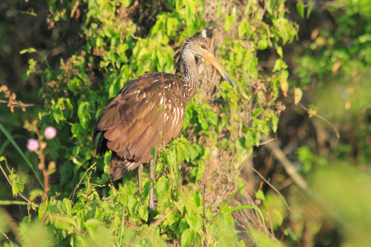 Limpkin (Speckled) - ML625494664