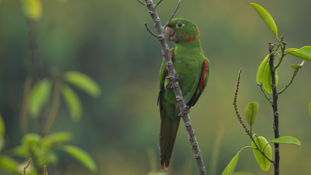 White-eyed Parakeet - ML625494669