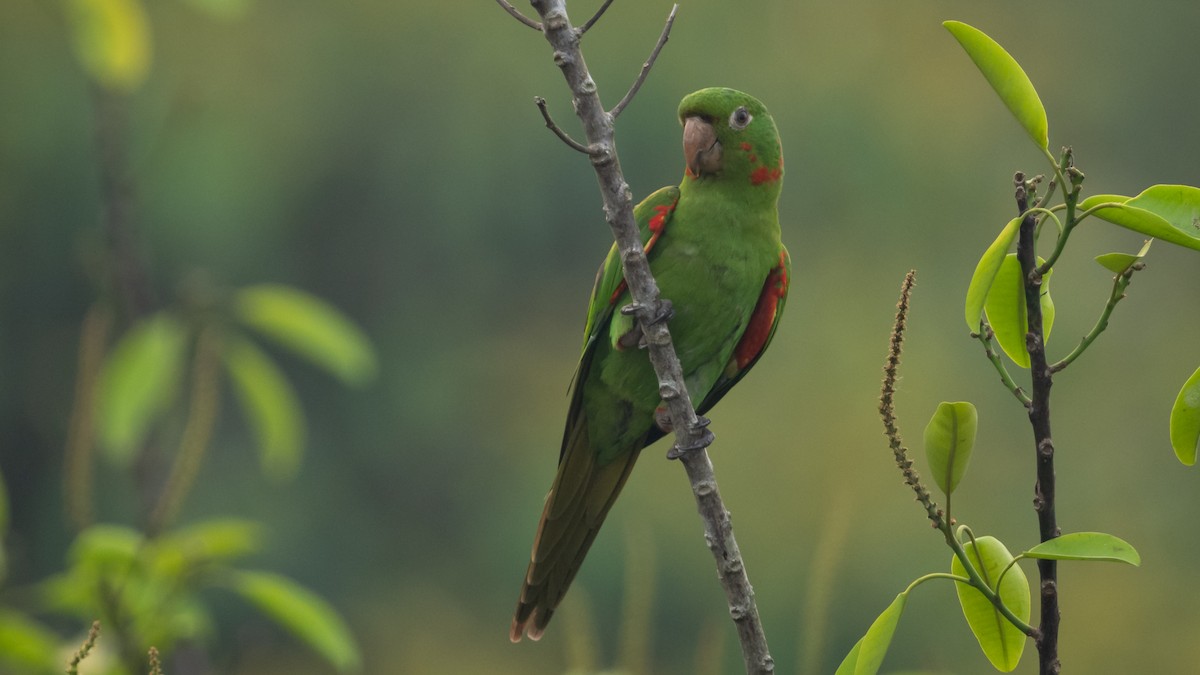 White-eyed Parakeet - ML625494670