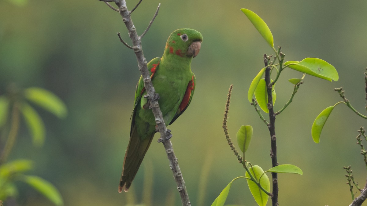 White-eyed Parakeet - ML625494671