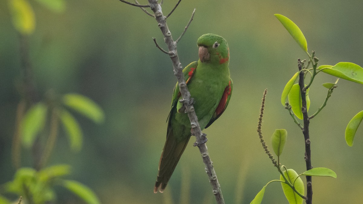 White-eyed Parakeet - ML625494672