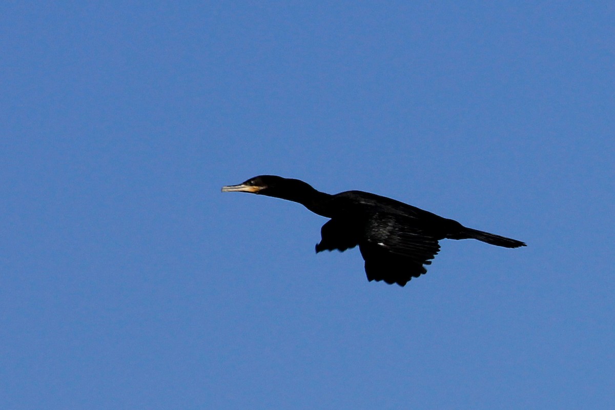 Neotropic Cormorant - Livio Rey