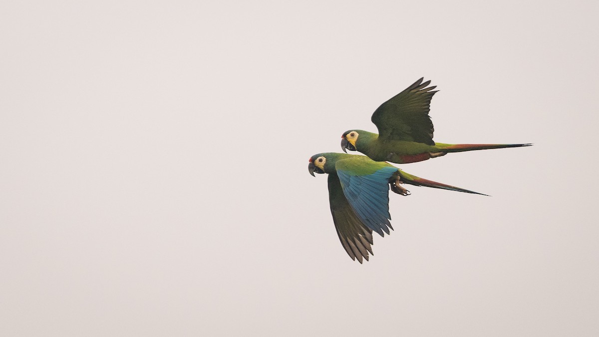 Blue-winged Macaw - ML625494697