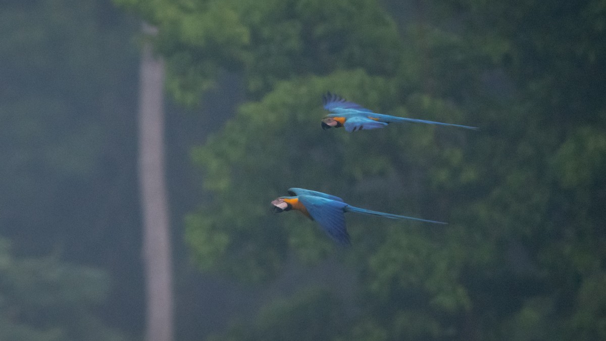 Blue-and-yellow Macaw - ML625494753