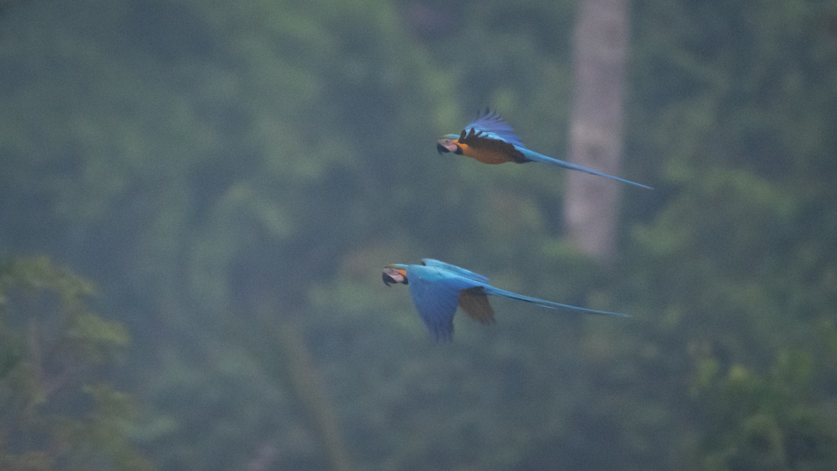 Blue-and-yellow Macaw - ML625494754